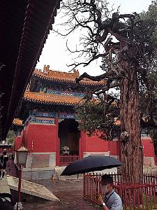 PEKIN-TEMPLE DE CONFUCIUS ACADEMIE IMPERIALE (8)